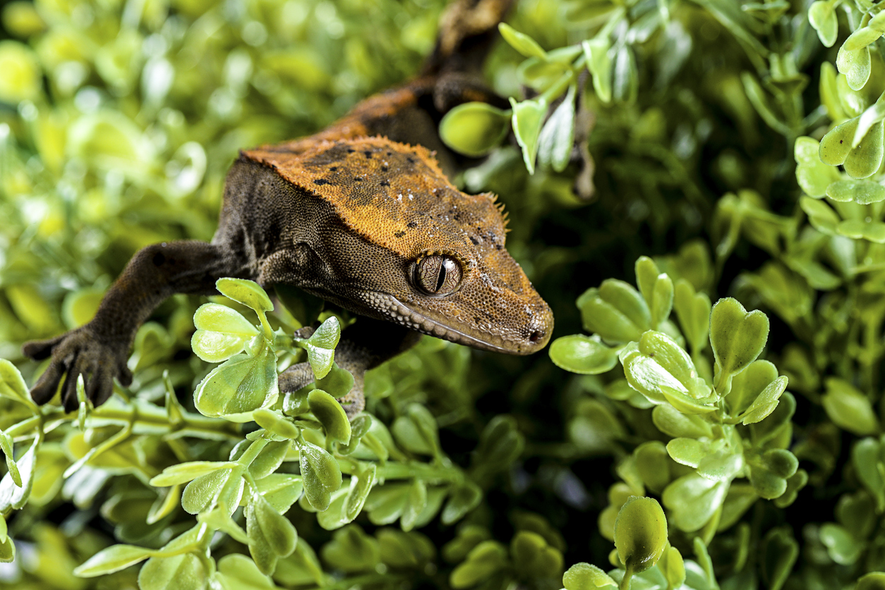 Crested gecko on leafs isolated white background