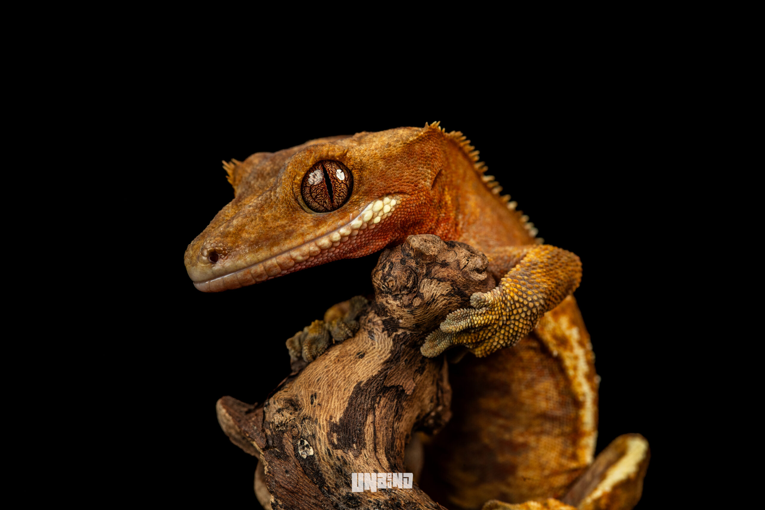 Gecko Image 1