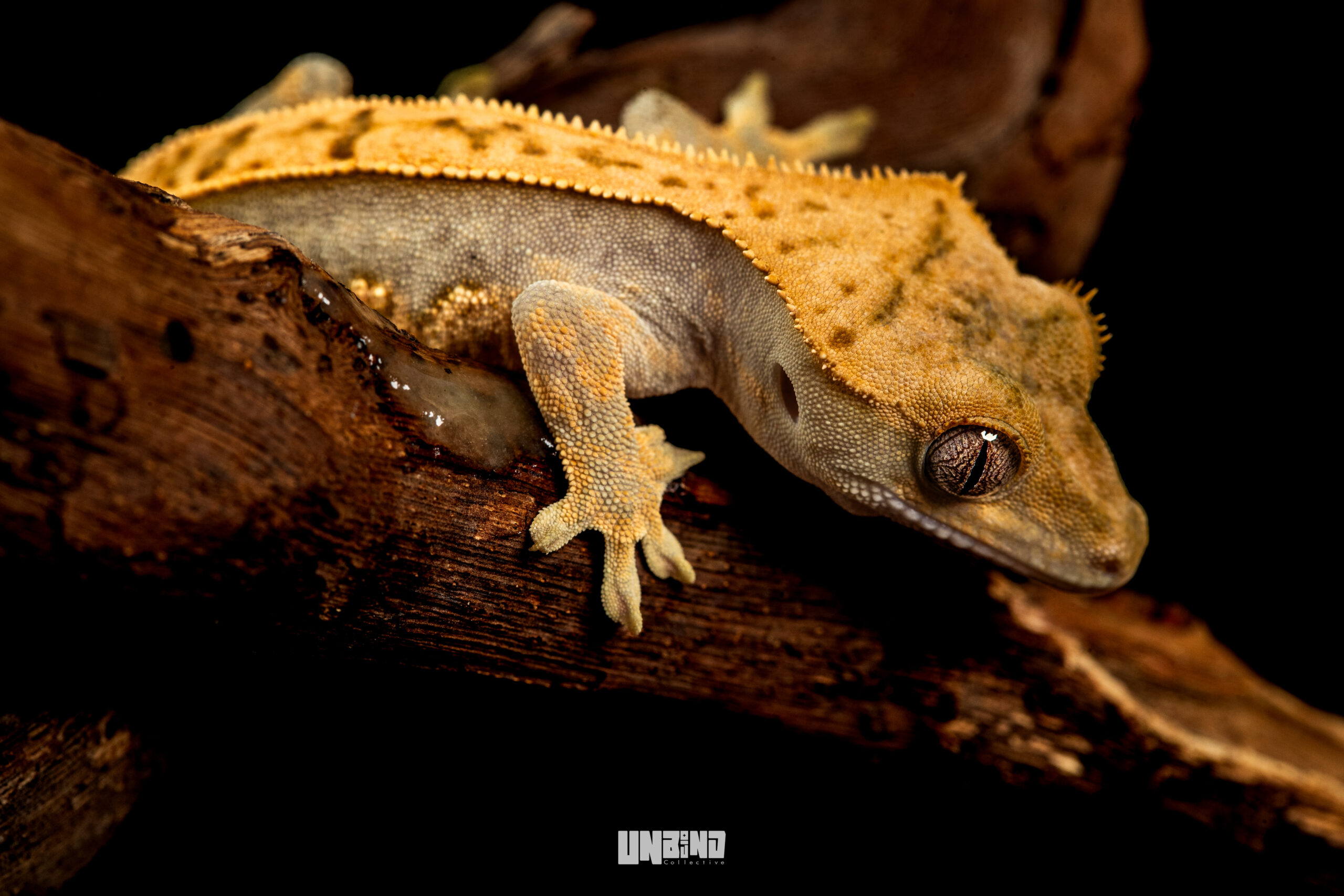 Gecko Image 2