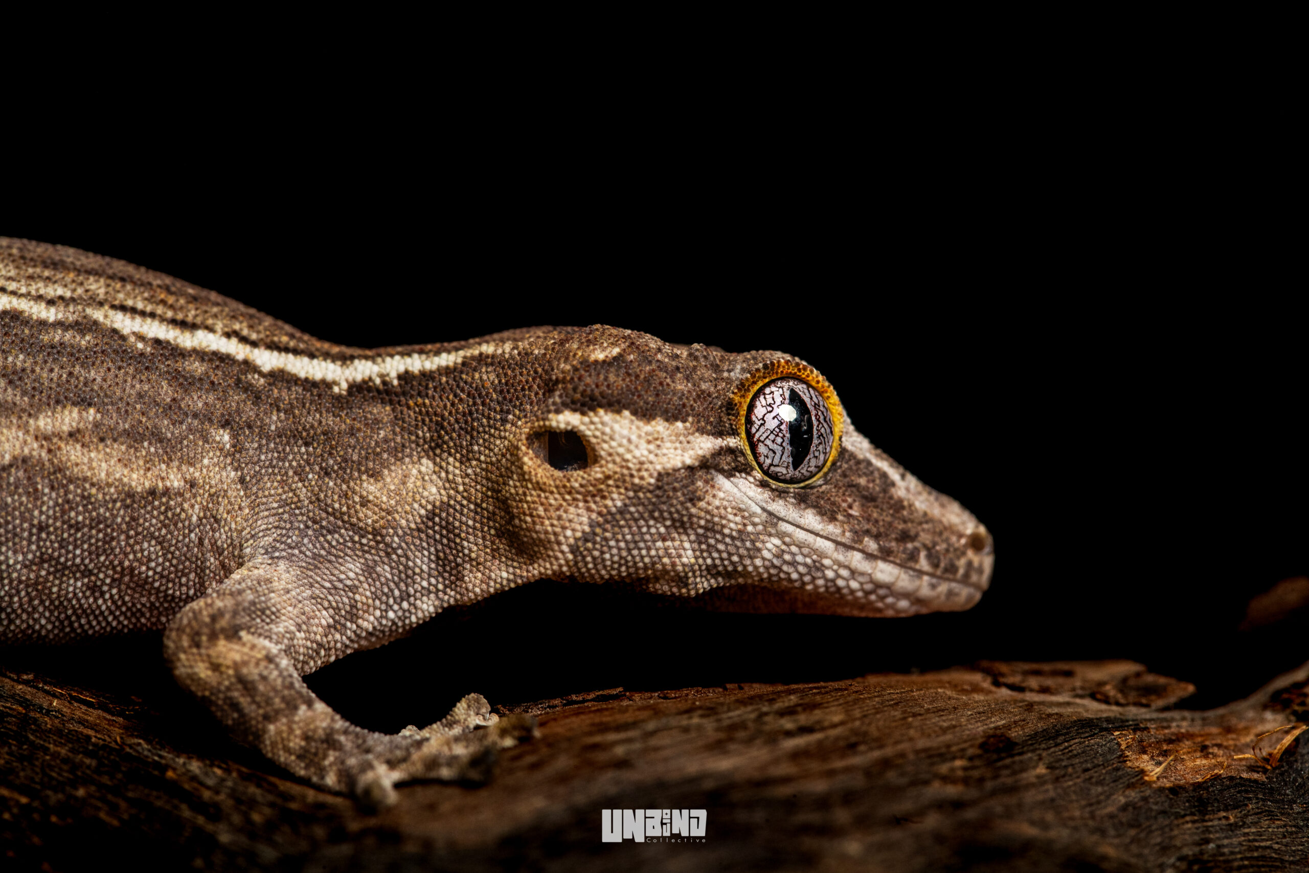 Crested Gecko