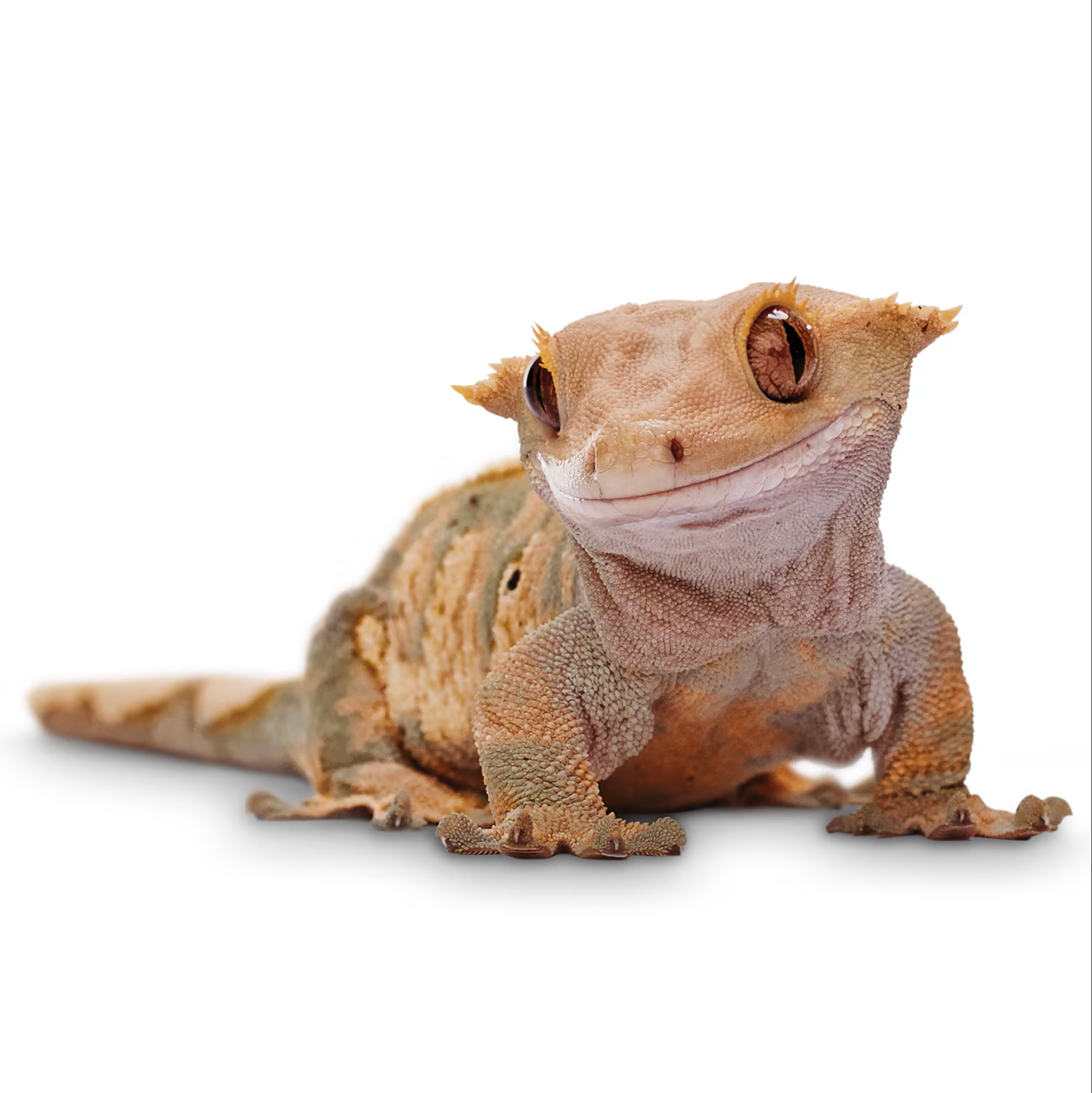Crested Gecko Image 1