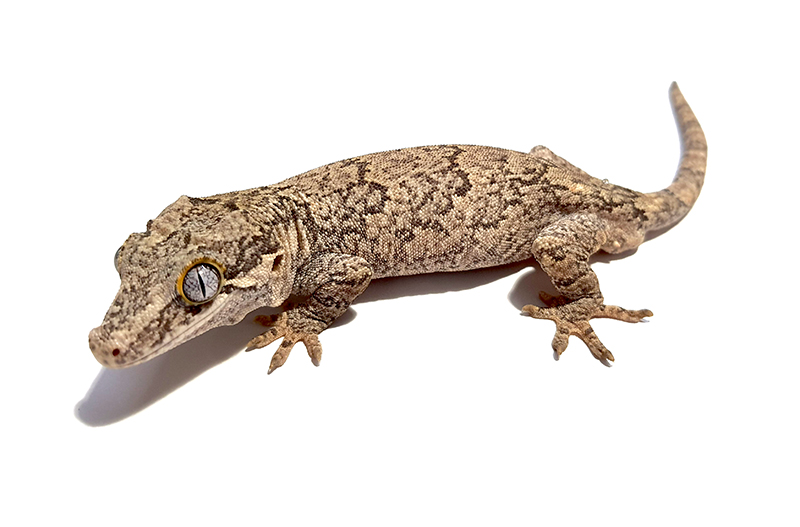 Gargoyle Gecko